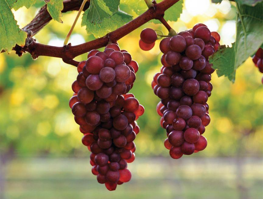Рынок винограда и вина в России сегодня и завтра