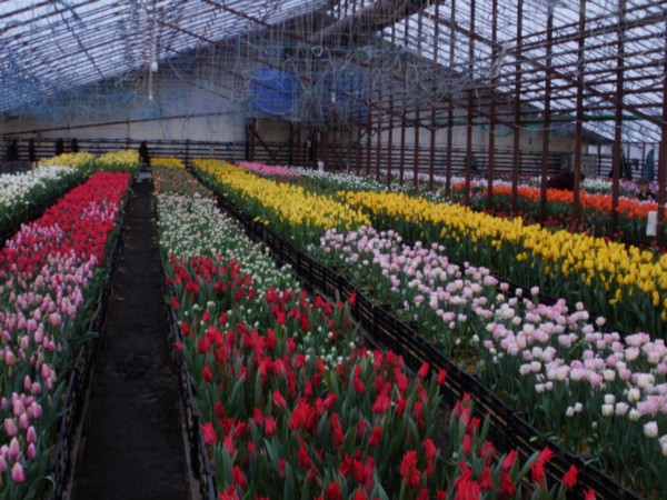 Рынок производства цветов в России 2015-2021
