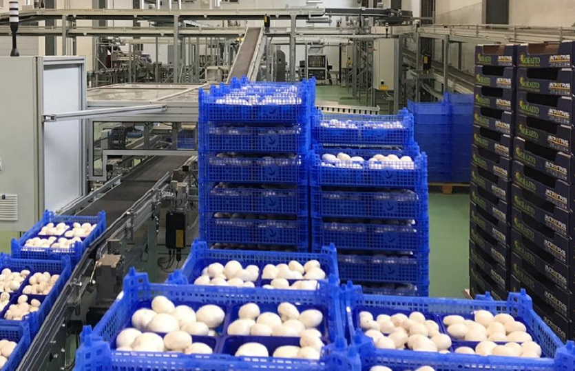 Компания «Интерагро» поставила оборудование для крупнейшего производства грибов в России и Европе