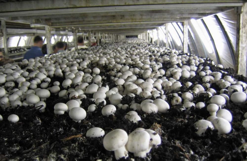ТД "Богородские Овощи": запущено производство с самыми высокими мощностями выращивания грибов в Московской области