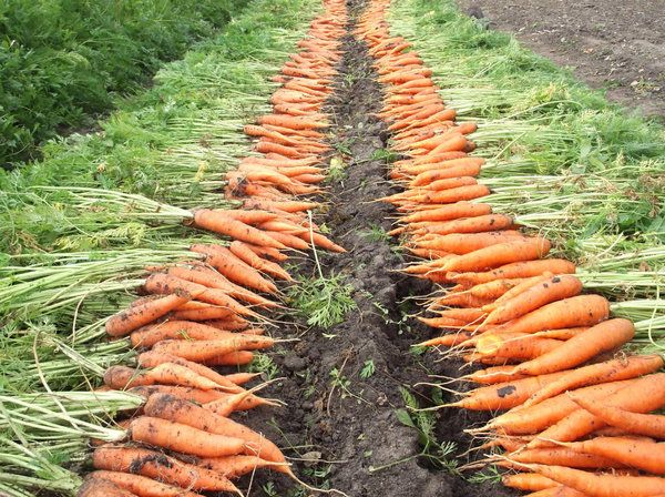 АПК news: «Рынок моркови и продуктов переработки в России: состояние, перспективы развития»