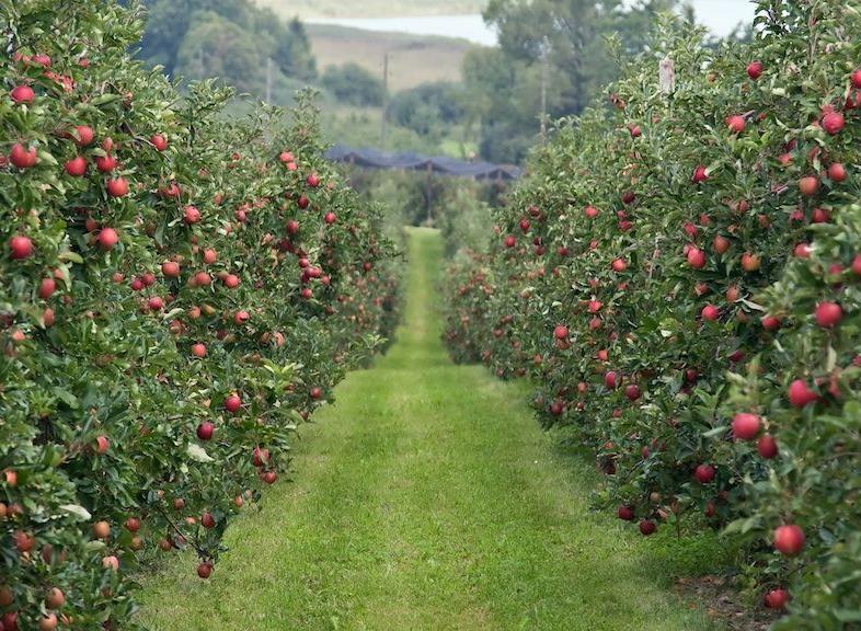 ТАСС: «Рынок семечковых культур, яблок и продуктов их переработки в России: состояние, перспективы развития»