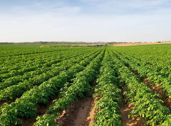 Интерфакс: «Картофель: площади сокращаются, но производство растет»