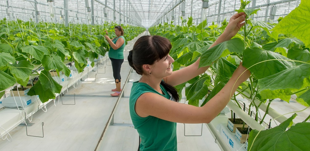 АгроФудИнфо: В Екатеринбурге представлен биоразлагаемый шпагат для тепличных хозяйств