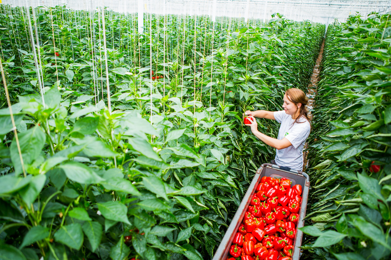 APK News: «Cладкий перец – как получить высокий урожай?»