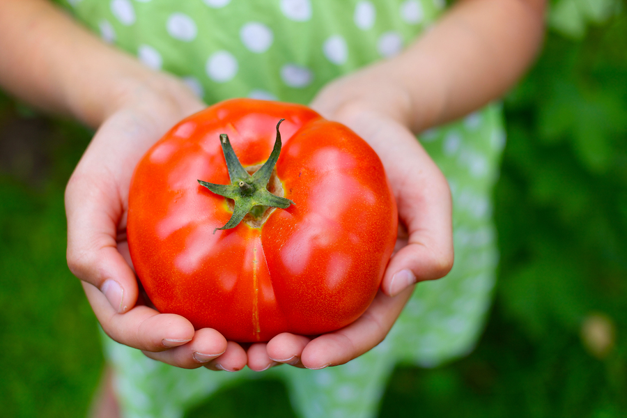 Журнал Science: "Современные томаты – большие, твердые и скучные"
