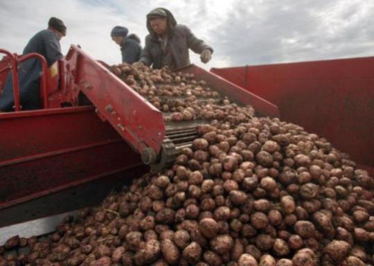 ИА ТАСС: «В Минсельхозе заявили, что российский рынок полностью обеспечен картофелем»