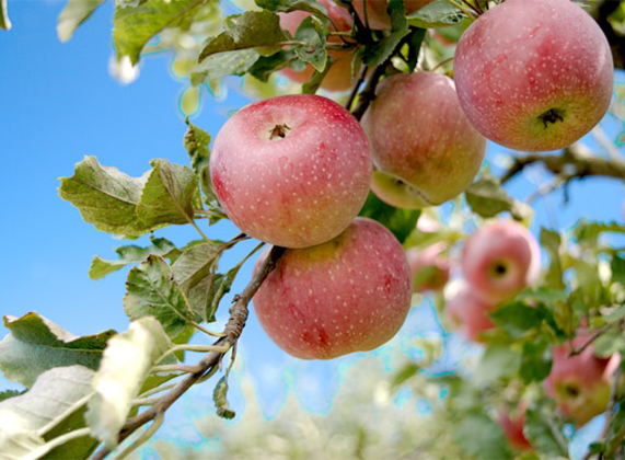 Forbes: Пышным цветом: почему яблоки дорожают, но будут дешеветь