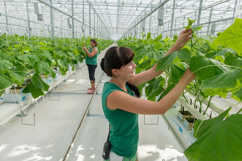 АгроФудИнфо: В Екатеринбурге представлен биоразлагаемый шпагат для тепличных хозяйств