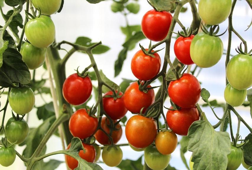 Агроинвестор: «В 2023 году рентабельность производства тепличных овощей достигла почти 23%»