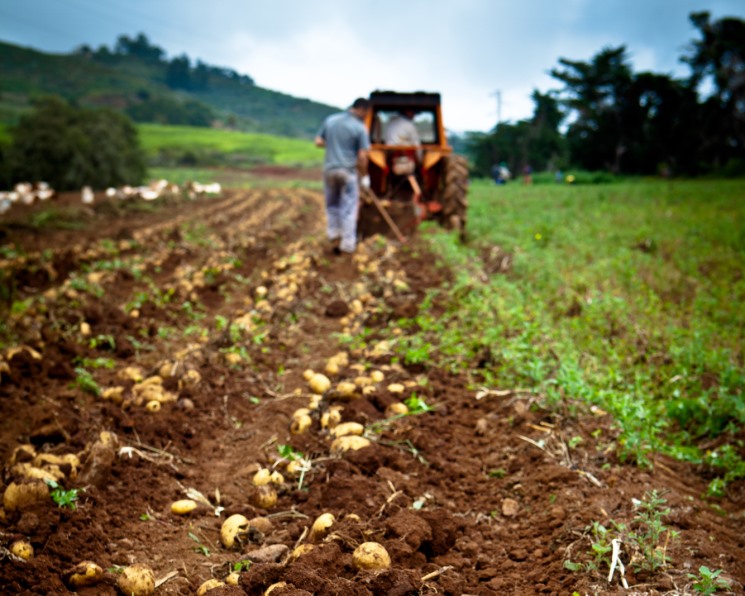 Экономика и жизнь: «Без импортных семян картофеля пока не обойтись»
