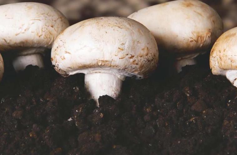 Покровная почва – основа для качественного урожая грибов