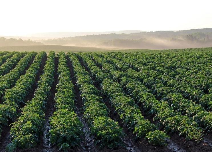 Интерфакс: «Россельхознадзор опроверг перебои с поставкой семенного картофеля в РФ»