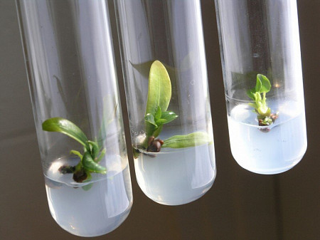 Микроклональное размножение растений