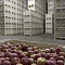 Фруктохранилище для яблок